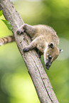 South American coati
