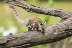 South American coati