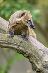 South American coati