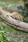 South American coati