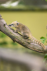 South American coati