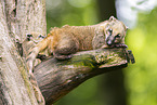 South American coati