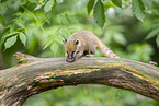 South American coati