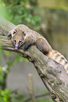 South American coati