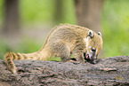 South American coati