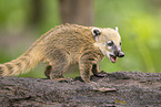 South American coati