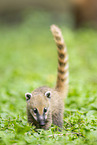 South American coati