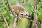 South American coati