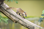 South American coati
