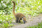 South American coati