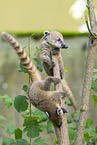 South American coati