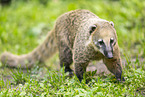 South American coati