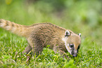South American coati
