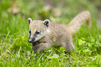 South American coati