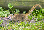 South American coati