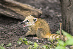 South American coati