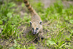 South American coati