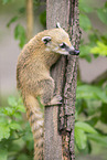South American coati