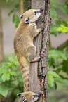 South American coati