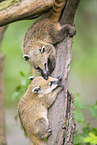 South American coati