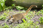 South American coati