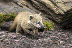South American coati