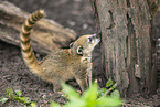 South American coati