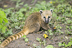 South American coati