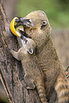 South American coati