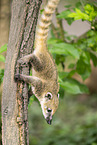 South American coati