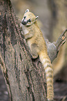 South American coati