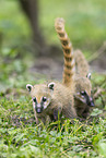 South American coati