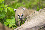South American coati