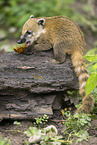 South American coati