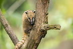 South American coati