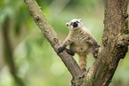 South American coati