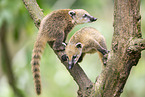 South American coati