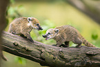 South American coati