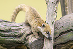 South American coati