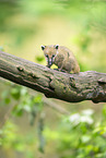 South American coati