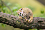 South American coati