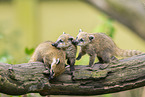 South American coati