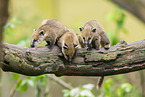 South American coati