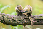 South American coati
