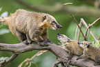 South American coati