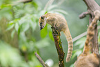 South American coati
