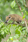 South American coati