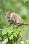 South American coati