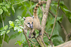South American coati
