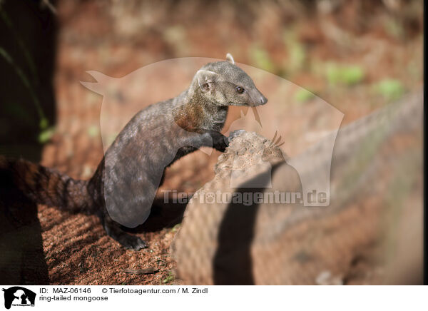 Ringelschwanzmungo / ring-tailed mongoose / MAZ-06146